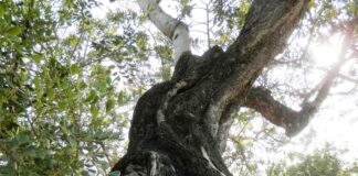 Algarrobos de miradas
